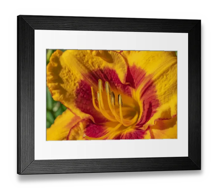 Framed Print : Macro of flower exposing stamen covered in pollen Framed Print : Macro of flower exposing stamen covered in pollen