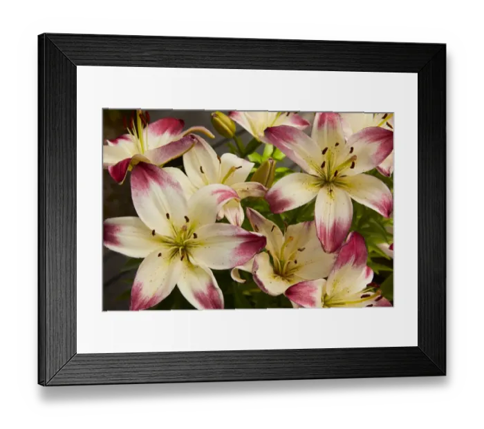 Framed Print : Day lilies in the backyard Framed Print : Day lilies in the backyard