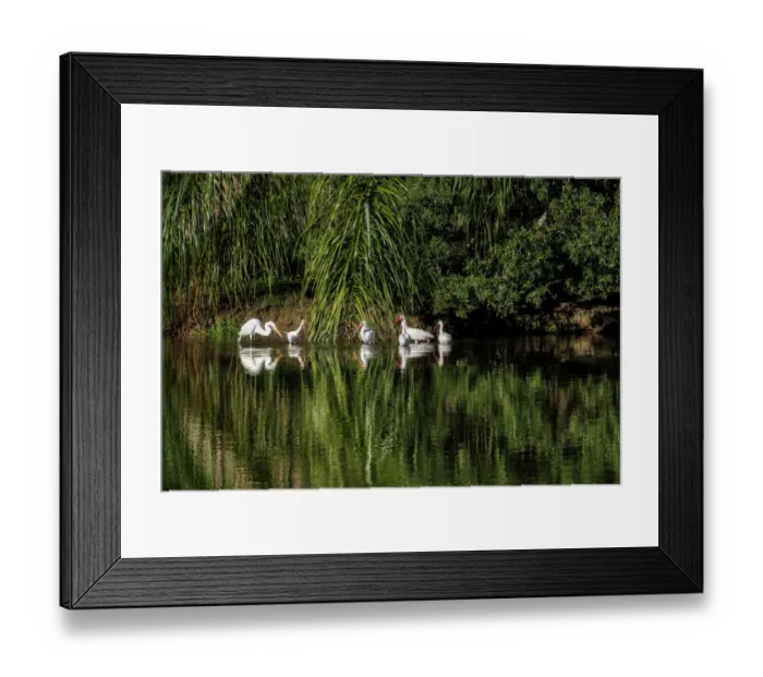Framed Print : American white ibis (Eudocimus albus)
