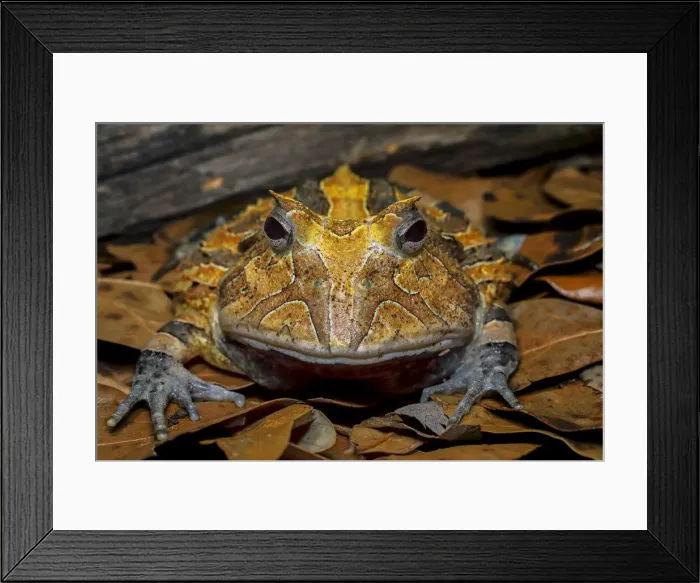 Framed Print : South American horned frog Framed Print : South American horned frog