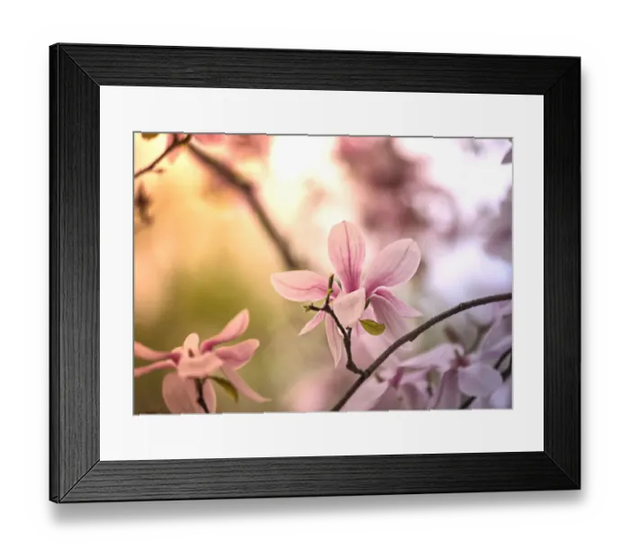 Framed Print : Magnolias in morning light in Comstock Park, Michigan