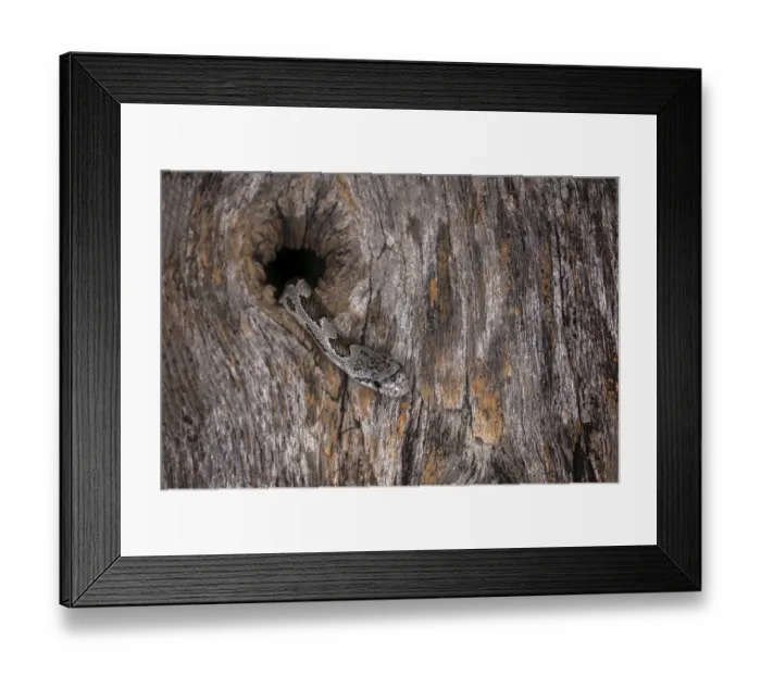 Framed Print : Corn Snake emerging from hole in barn Framed Print : Corn Snake emerging from hole in barn