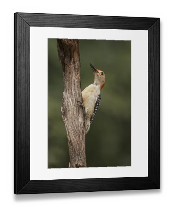 Framed Print : Red-bellied woodpecker Framed Print : Red-bellied woodpecker