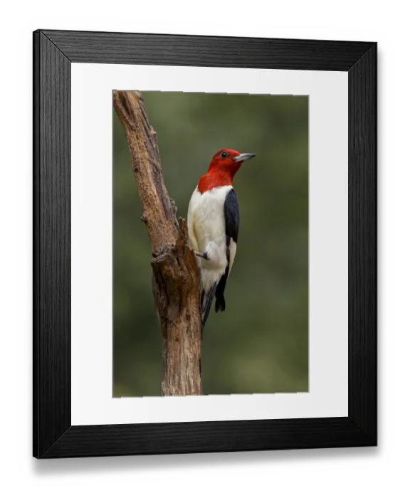 Framed Print : Red-bellied woodpecker Framed Print : Red-bellied woodpecker