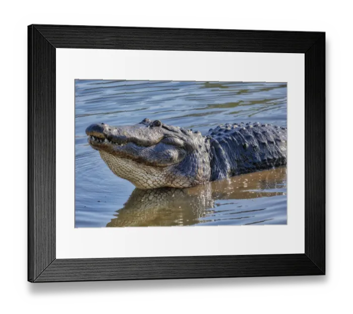 Framed Print : American alligator, Florida Framed Print : American alligator, Florida