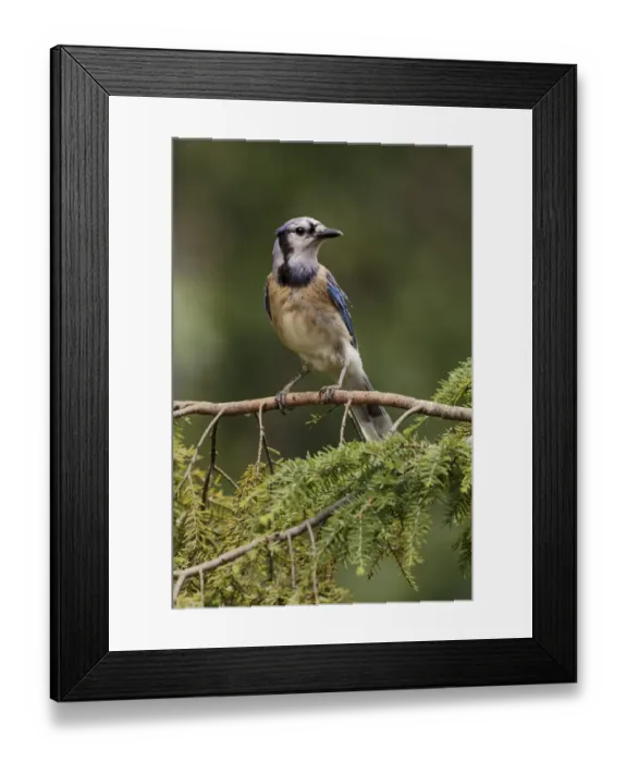 Framed Print : Blue jay Framed Print : Blue jay