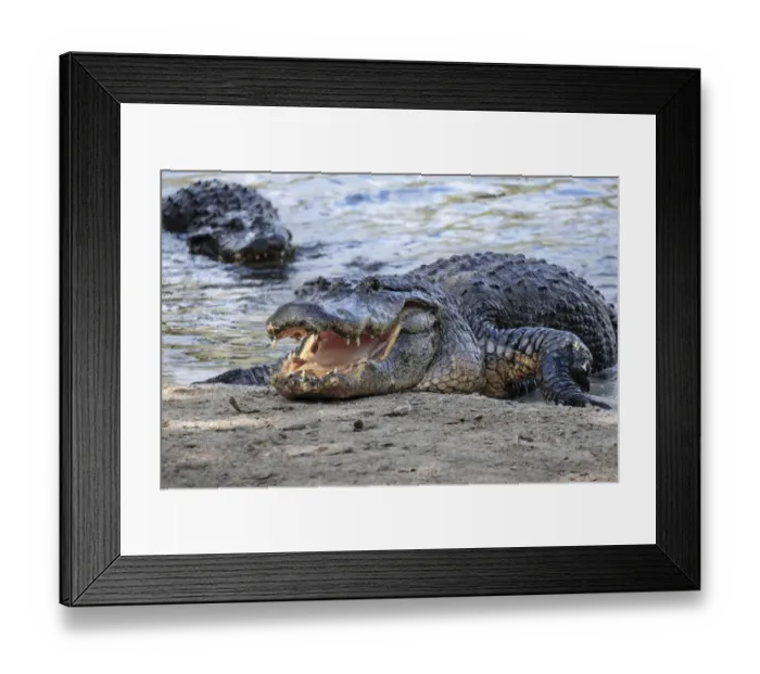 Framed Print : American alligator, Florida Framed Print : American alligator, Florida