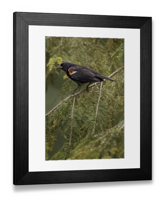 Framed Print : Male red-winged blackbird Framed Print : Male red-winged blackbird
