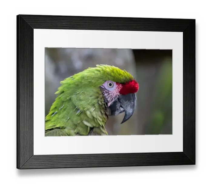 Framed Print : Great Green Macaw Framed Print : Great Green Macaw