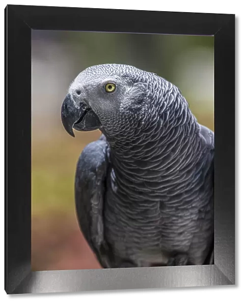 African grey parrot showing its beautiful plumage and bright yellow eyes