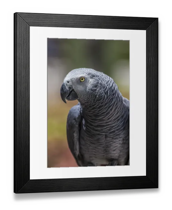 Framed Print : African grey parrot showing its beautiful plumage and bright yellow eyes Framed Print : African grey parrot showing its beautiful plumage and bright yellow eyes