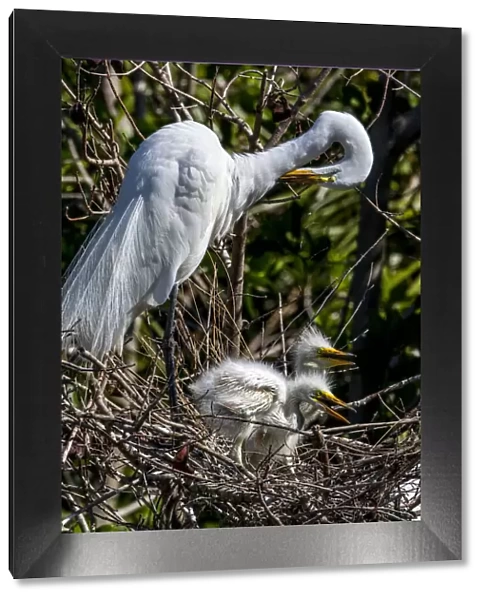 An adult great egret preens, its young chicks looking on, in a south Florida rookery
