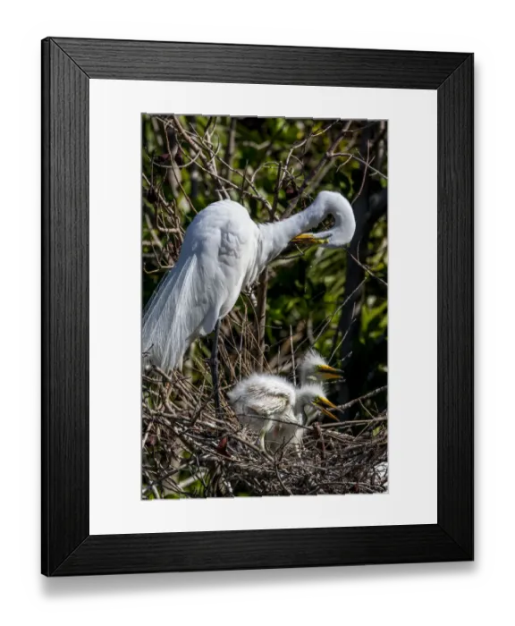 Framed Print : An adult great egret preens, its young chicks looking on, in a south Florida rookery Framed Print : An adult great egret preens, its young chicks looking on, in a south Florida rookery