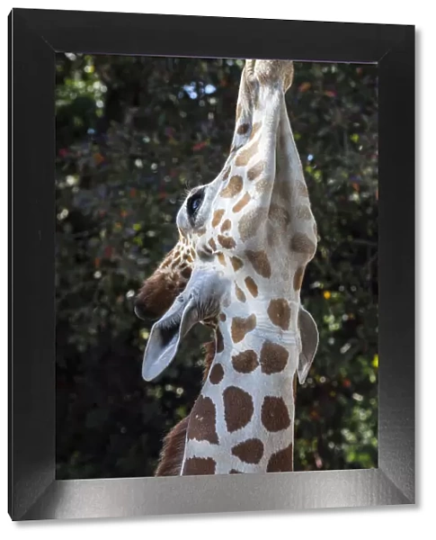 The 18-inch long tongue helps a giraffe reach vegetation to eat