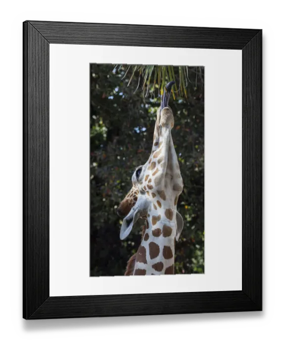 Framed Print : The 18-inch long tongue helps a giraffe reach vegetation to eat