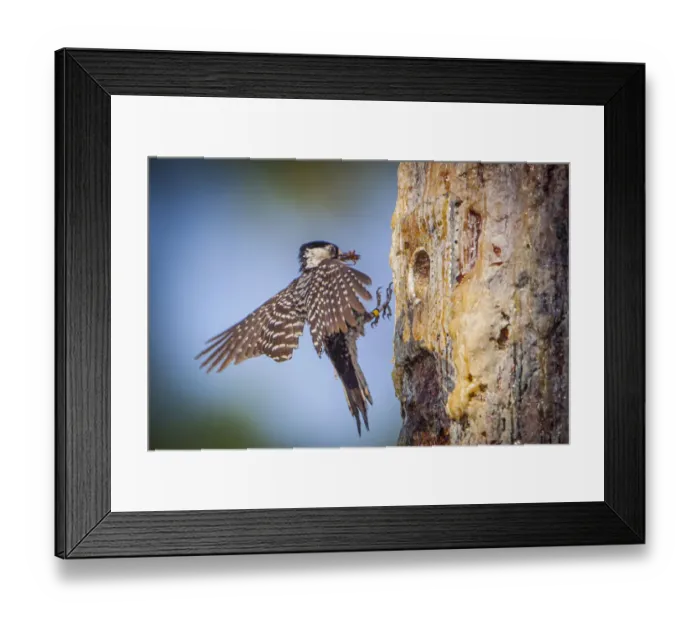 Framed Print : The endangered red-cockaded woodpecker only nests in cavities made in live pine trees
