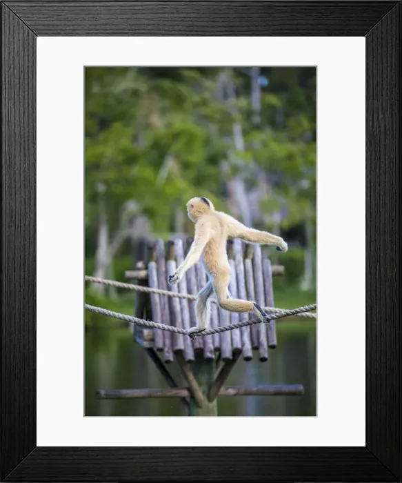Framed Print : A female (blonde) buff-cheeked gibbon displays perfect balance as it walks across a tight