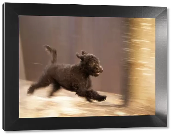 Labradoodle puppy running. (PR)