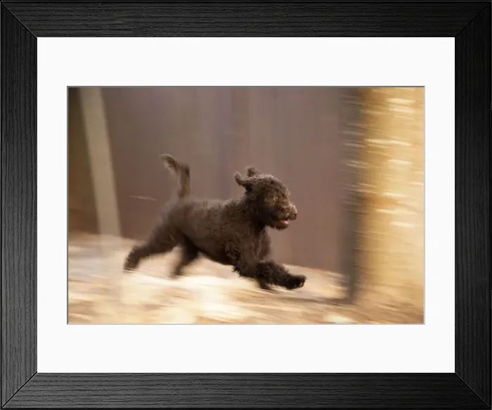 Framed Print : Labradoodle puppy running. (PR) Framed Print : Labradoodle puppy running. (PR)