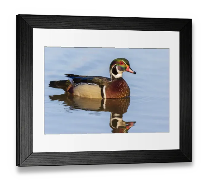 Framed Print : Wood duck male in wetland Marion County, Illinois Framed Print : Wood duck male in wetland Marion County, Illinois