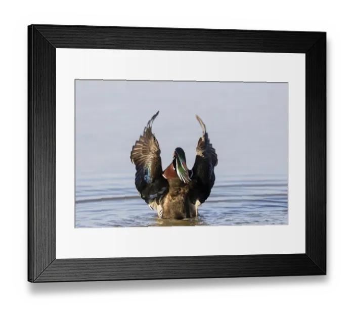 Framed Print : Wood duck male in wetland flapping wings Marion County, Illinois Framed Print : Wood duck male in wetland flapping wings Marion County, Illinois