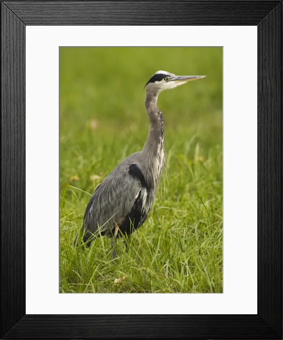 Framed Print : Great Blue Heron Framed Print : Great Blue Heron