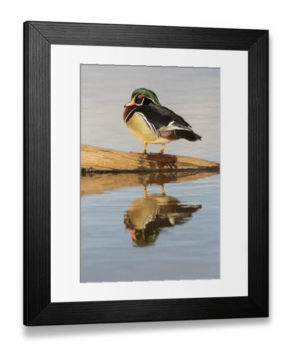 Framed Print : Wood duck male on log in wetland Marion County, Illinois