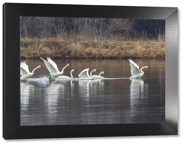 Trumpeter swans taking off from lake Marion County, Illinois