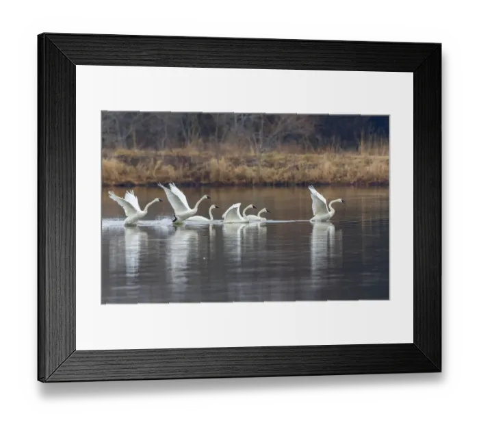 Framed Print : Trumpeter swans taking off from lake Marion County, Illinois