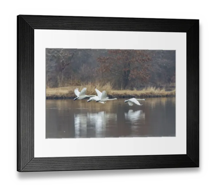 Framed Print : Trumpeter swans taking off from lake Marion County, Illinois Framed Print : Trumpeter swans taking off from lake Marion County, Illinois