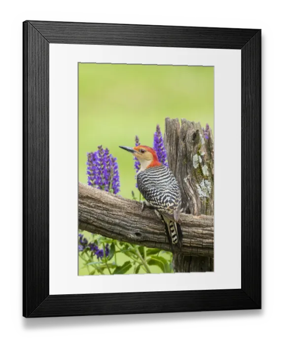Framed Print : Red-bellied woodpecker male on fence near garden Marion County, Illinois