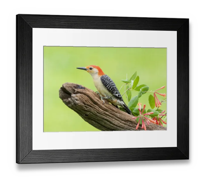 Framed Print : Red-bellied woodpecker male on fence near garden Marion County, Illinois Framed Print : Red-bellied woodpecker male on fence near garden Marion County, Illinois