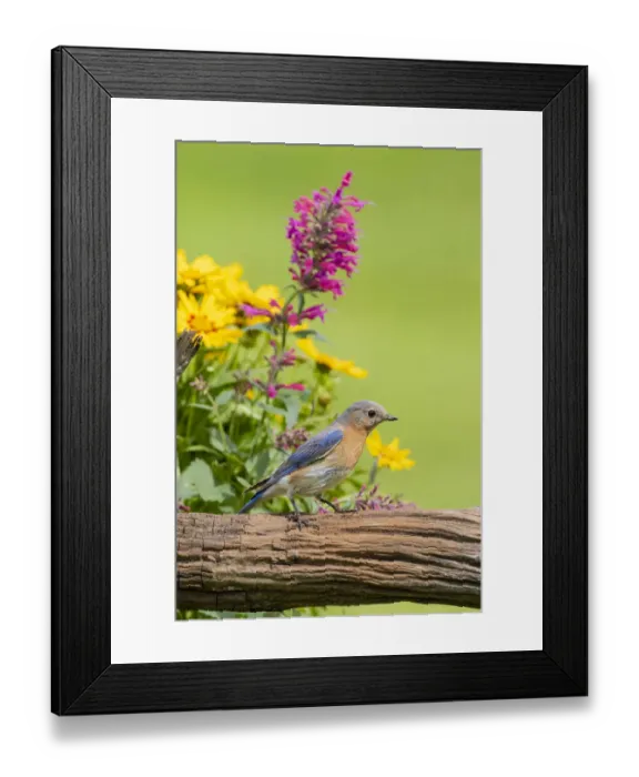 Framed Print : Eastern bluebird female on fence near flower garden Marion County, Illinois Framed Print : Eastern bluebird female on fence near flower garden Marion County, Illinois