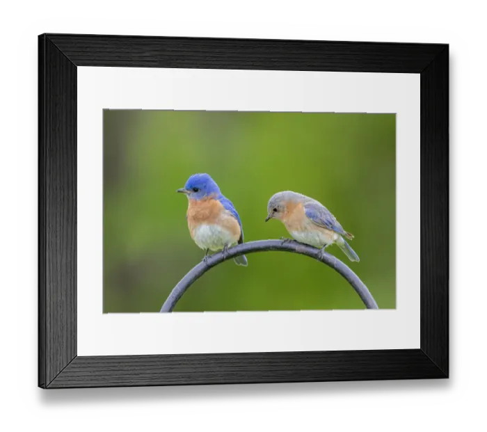 Framed Print : Eastern bluebird male and female on shepherds hook Marion County, Illinois