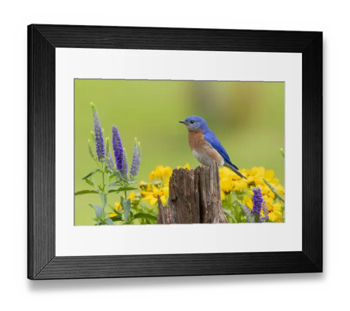 Framed Print : Eastern bluebird male on fence post near flower garden Marion County, Illinois Framed Print : Eastern bluebird male on fence post near flower garden Marion County, Illinois