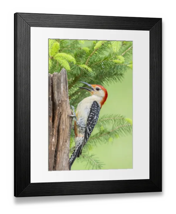 Framed Print : Red-bellied woodpecker male on fence near spruce tree Marion County, Illinois Framed Print : Red-bellied woodpecker male on fence near spruce tree Marion County, Illinois