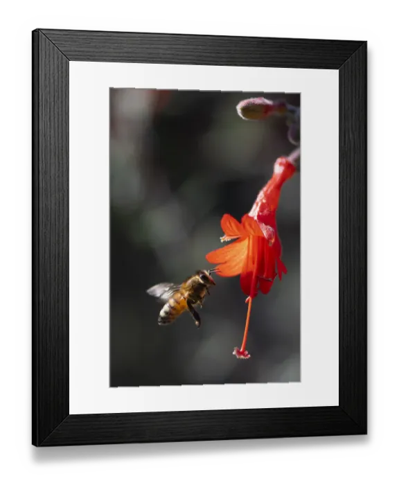 Framed Print : Bee flying into a bell shaped wildflower to harvest pollen Framed Print : Bee flying into a bell shaped wildflower to harvest pollen