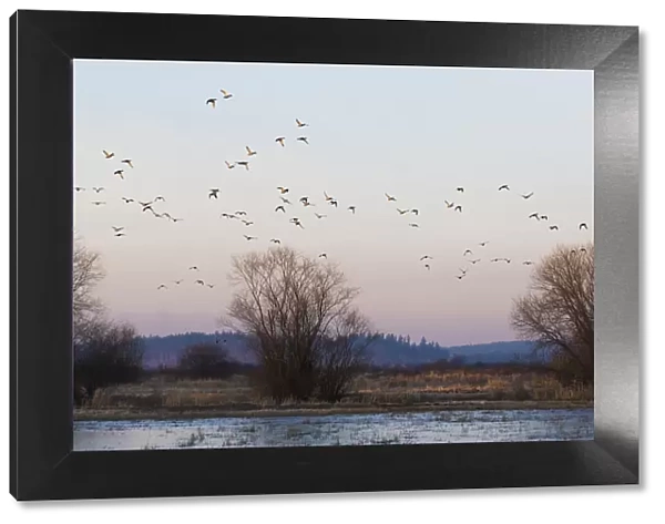 Flock of ducks, flying past frozen wetland
