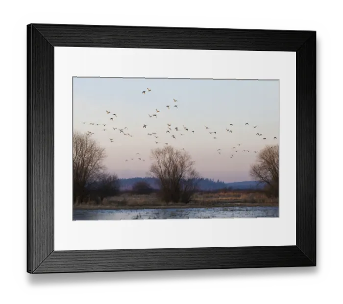 Framed Print : Flock of ducks, flying past frozen wetland