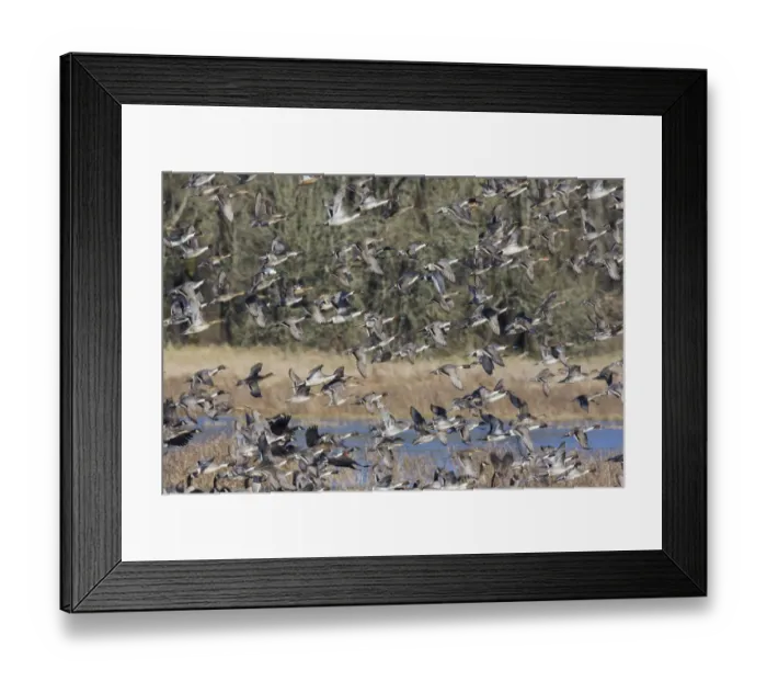 Framed Print : Large flock of waterfowl taking flight Framed Print : Large flock of waterfowl taking flight