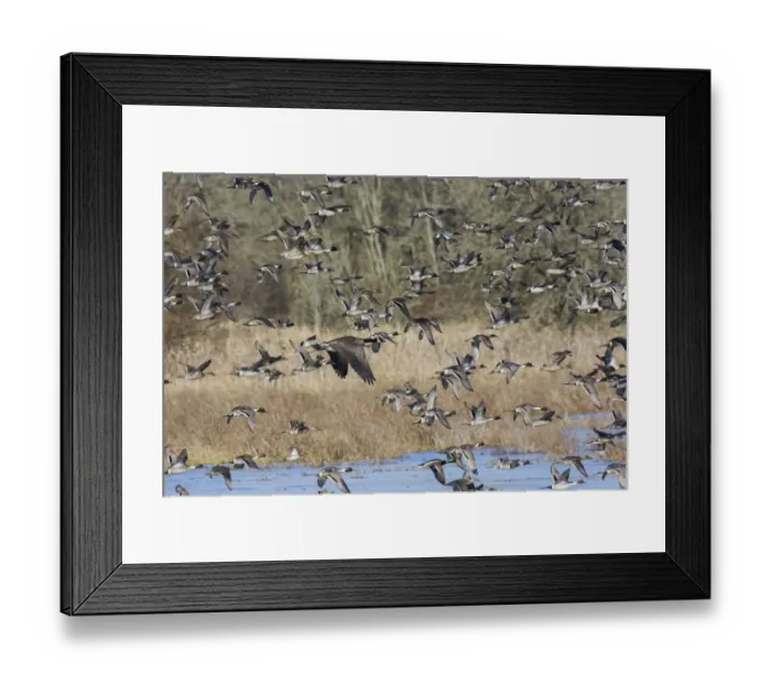 Framed Print : Large flock of waterfowl taking flight Framed Print : Large flock of waterfowl taking flight