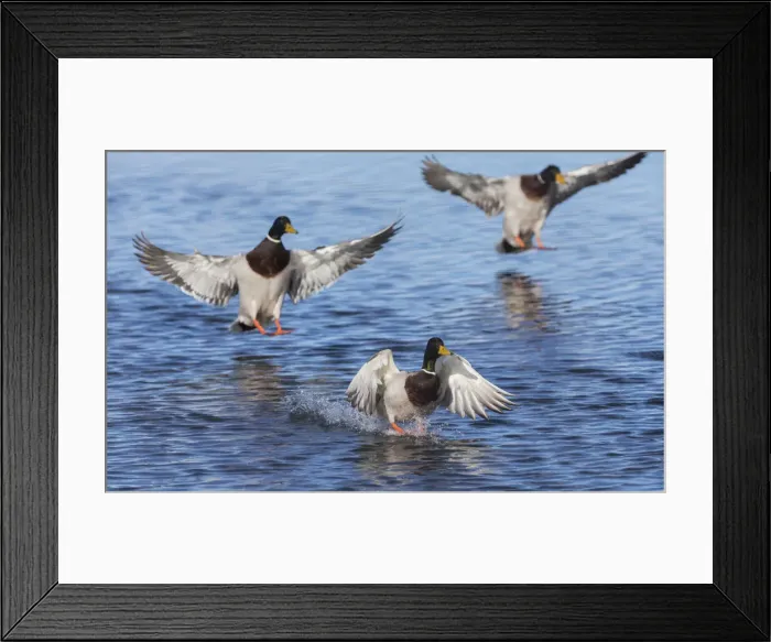 Framed Print : Mallard drakes alighting