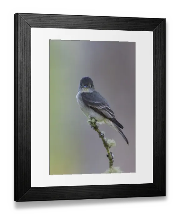 Framed Print : Western wood-pewee Framed Print : Western wood-pewee