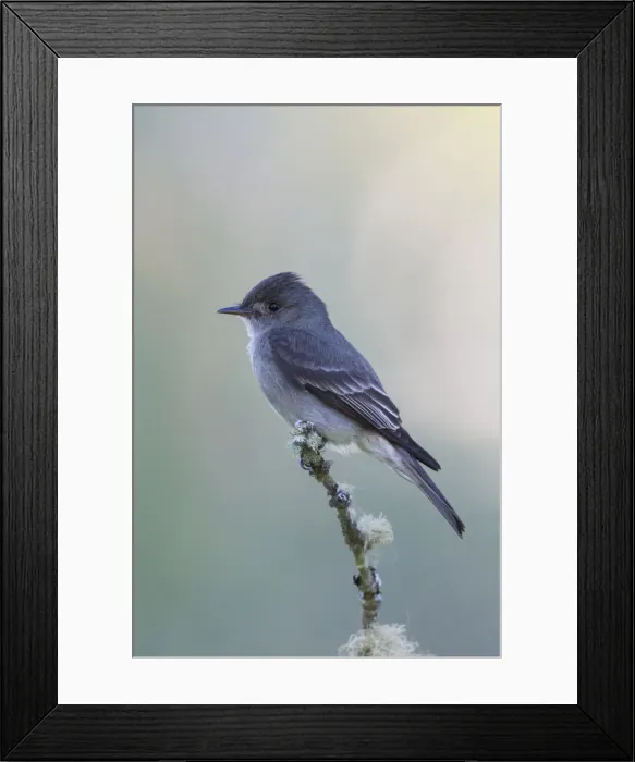 Framed Print : Western wood-pewee, flycatcher