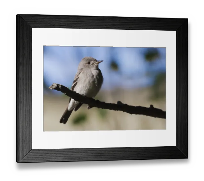 Framed Print : Western wood-pewee