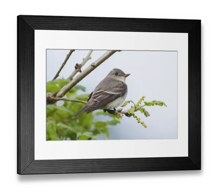 Framed Print : Western wood-pewee, flycatcher Framed Print : Western wood-pewee, flycatcher
