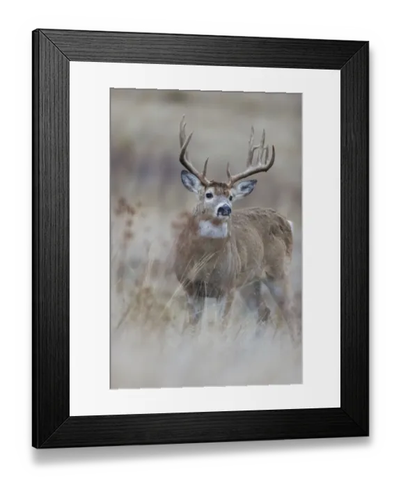 Framed Print : White-tailed deer buck, old buck