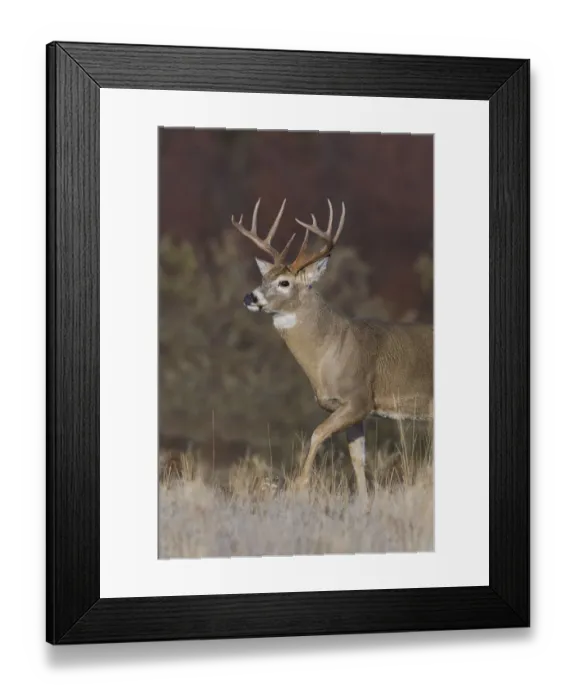 Framed Print : White-tailed deer buck