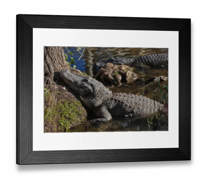 Framed Print : American alligator, Florida