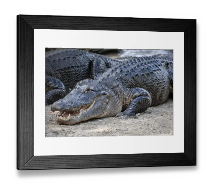 Framed Print : American alligator, Florida Framed Print : American alligator, Florida
